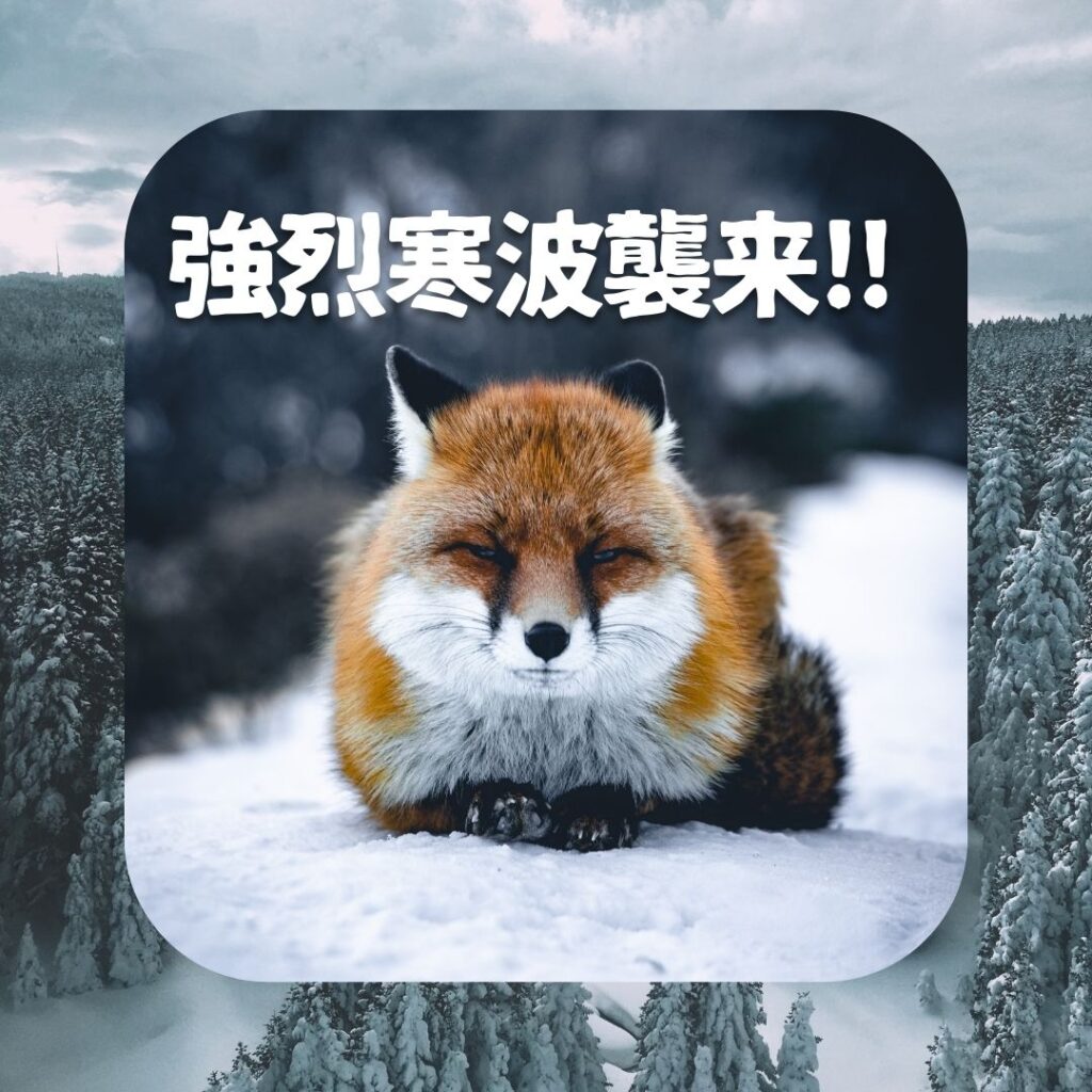 「強烈寒波襲来!!」と雪の中凍えるきつね