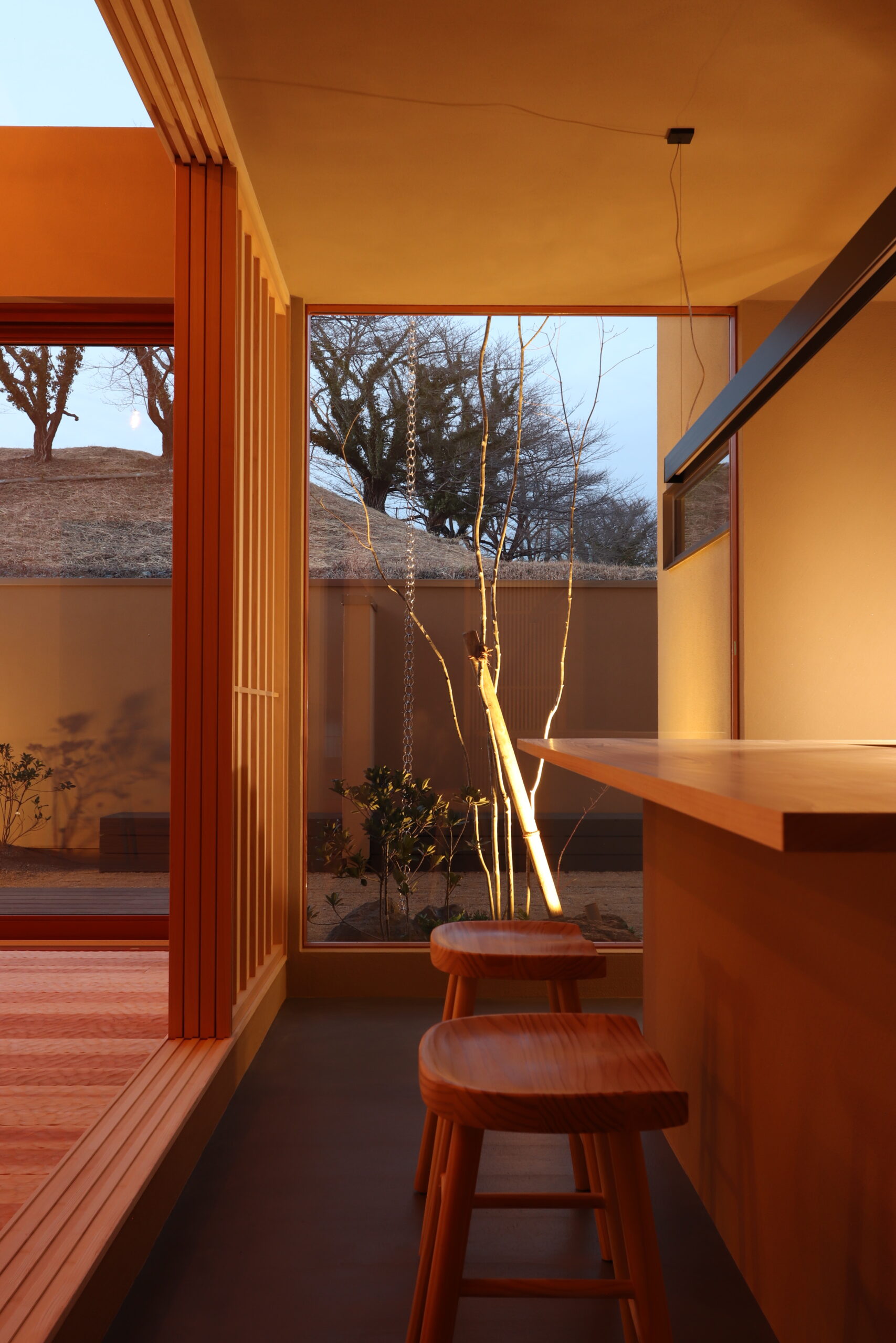 ライトアップされた植木