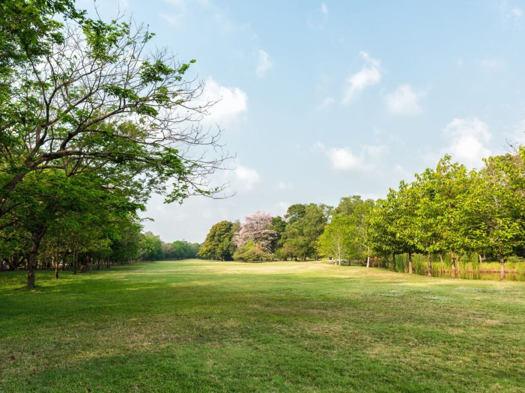 広い芝生が広がる公園