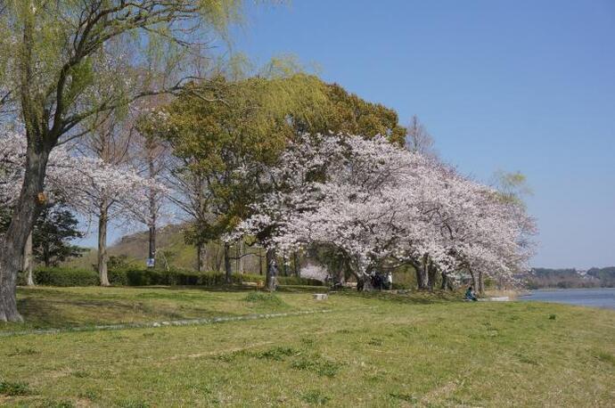 佐鳴湖公園の桜